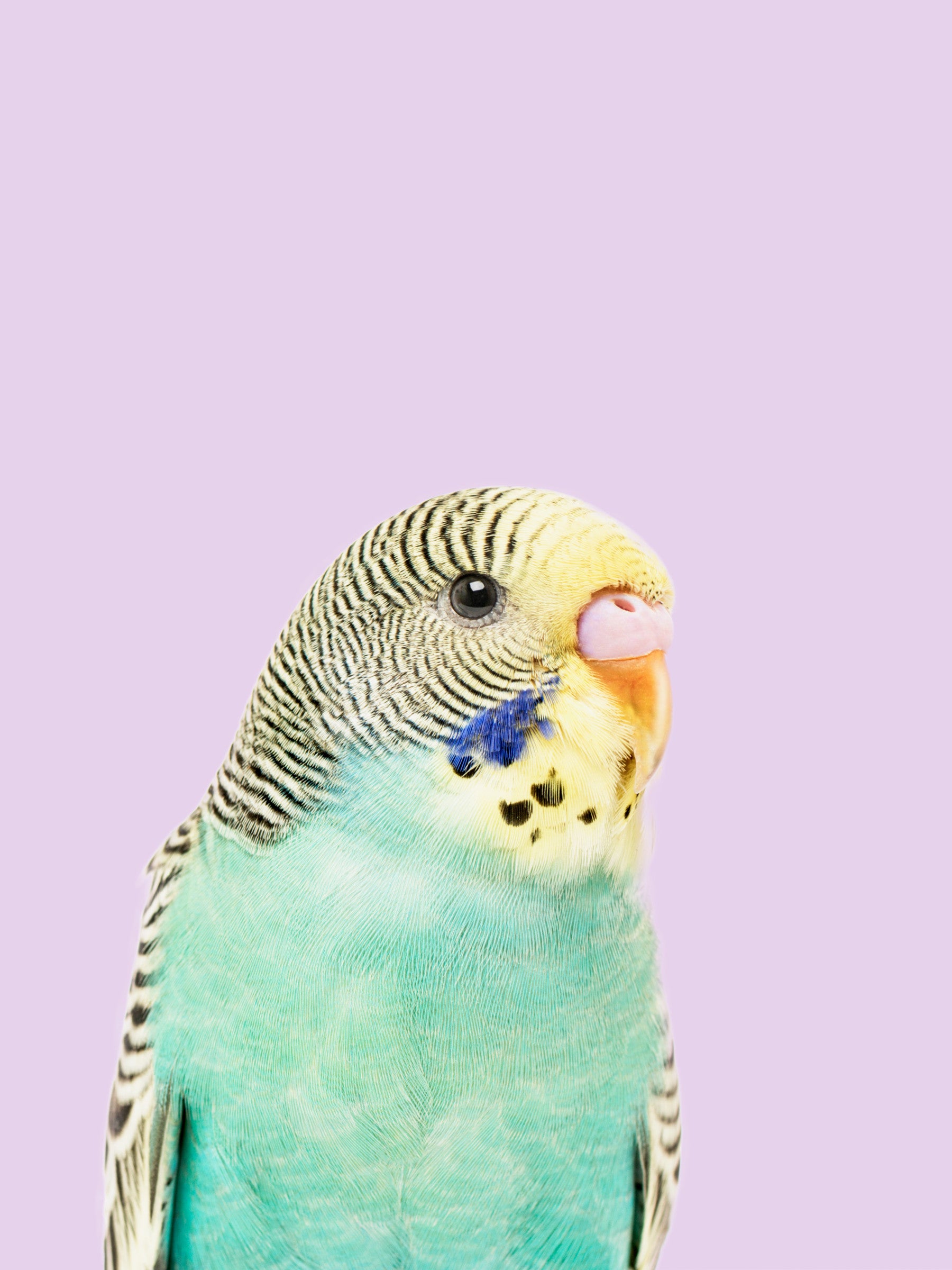 Budgie Wall Mural