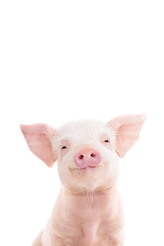 Baby Piglet Wall Mural