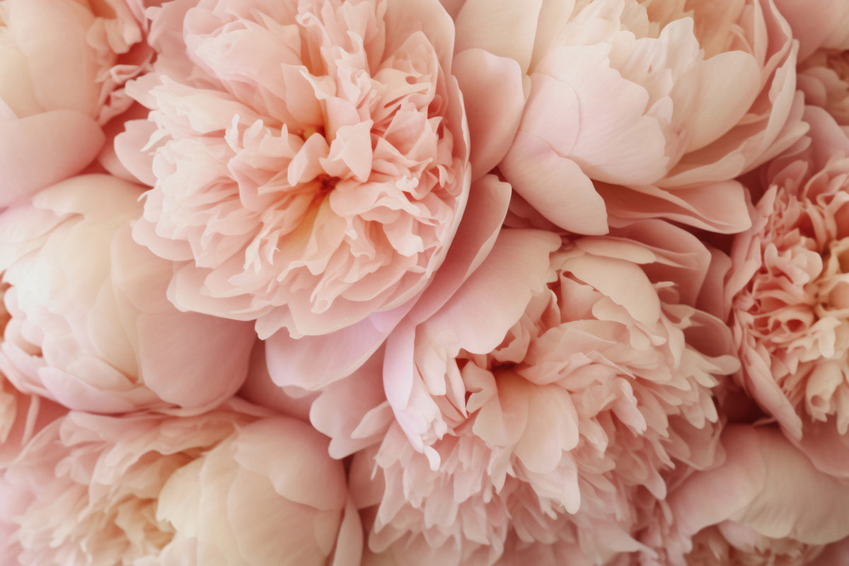 Pink Peony Dream Wall Mural
