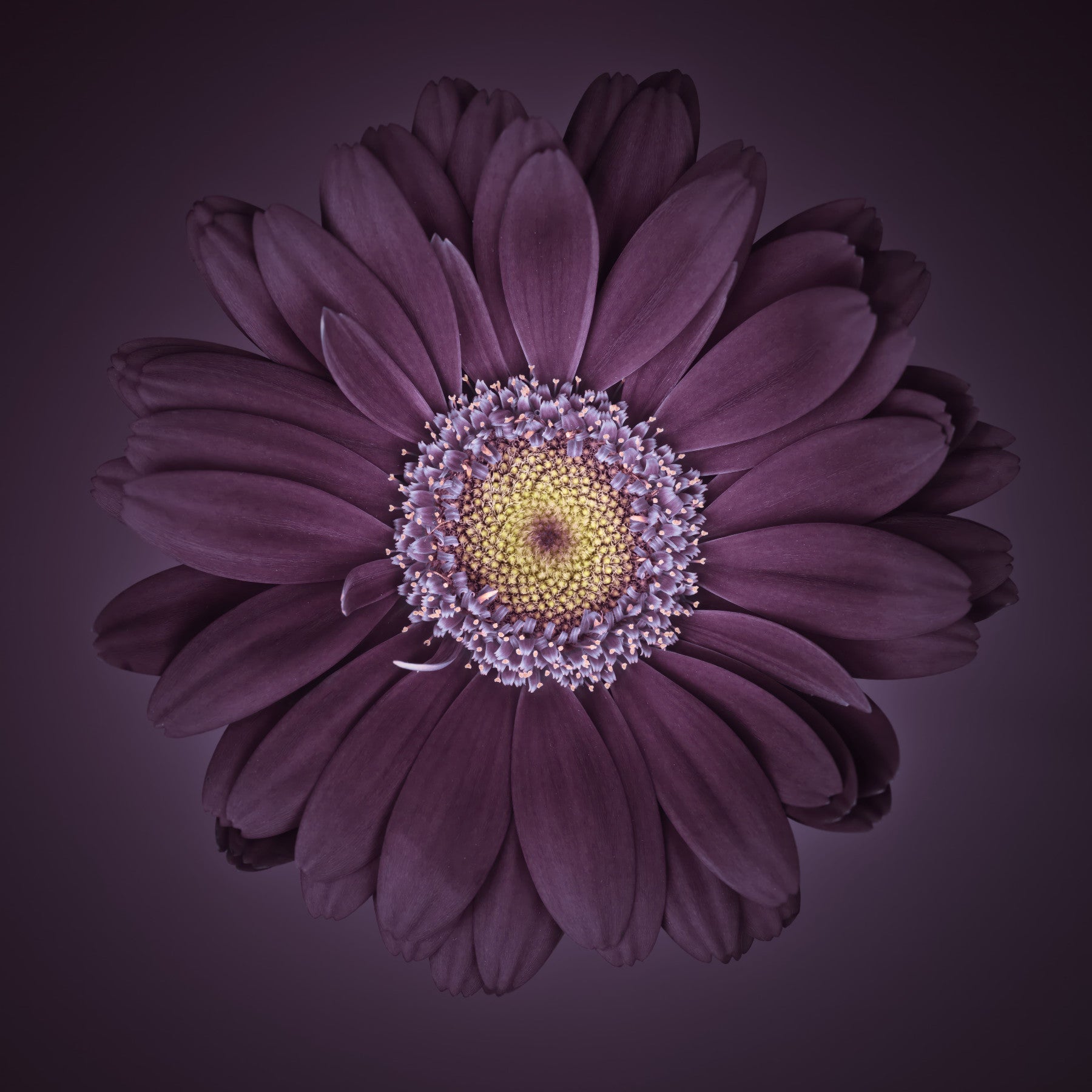 Velvet Bloom Wall Mural