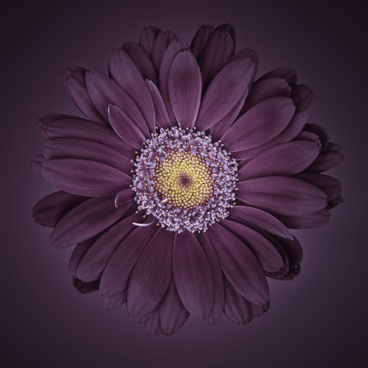 Velvet Bloom Wall Mural