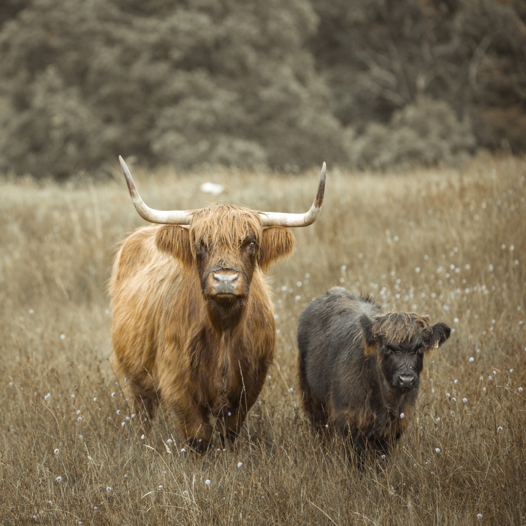 Highland Cows Wall Mural