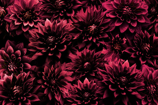 Midnight Burgundy Dahlia Wall Mural