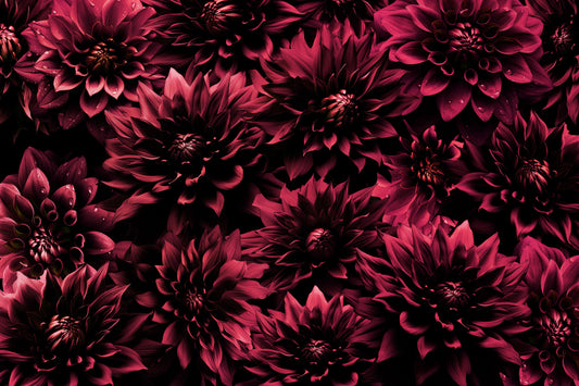 Midnight Burgundy Dahlia Wall Mural