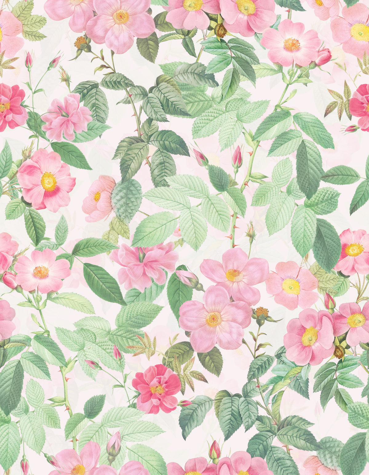 Blush Rose Garden Wallpaper⁠