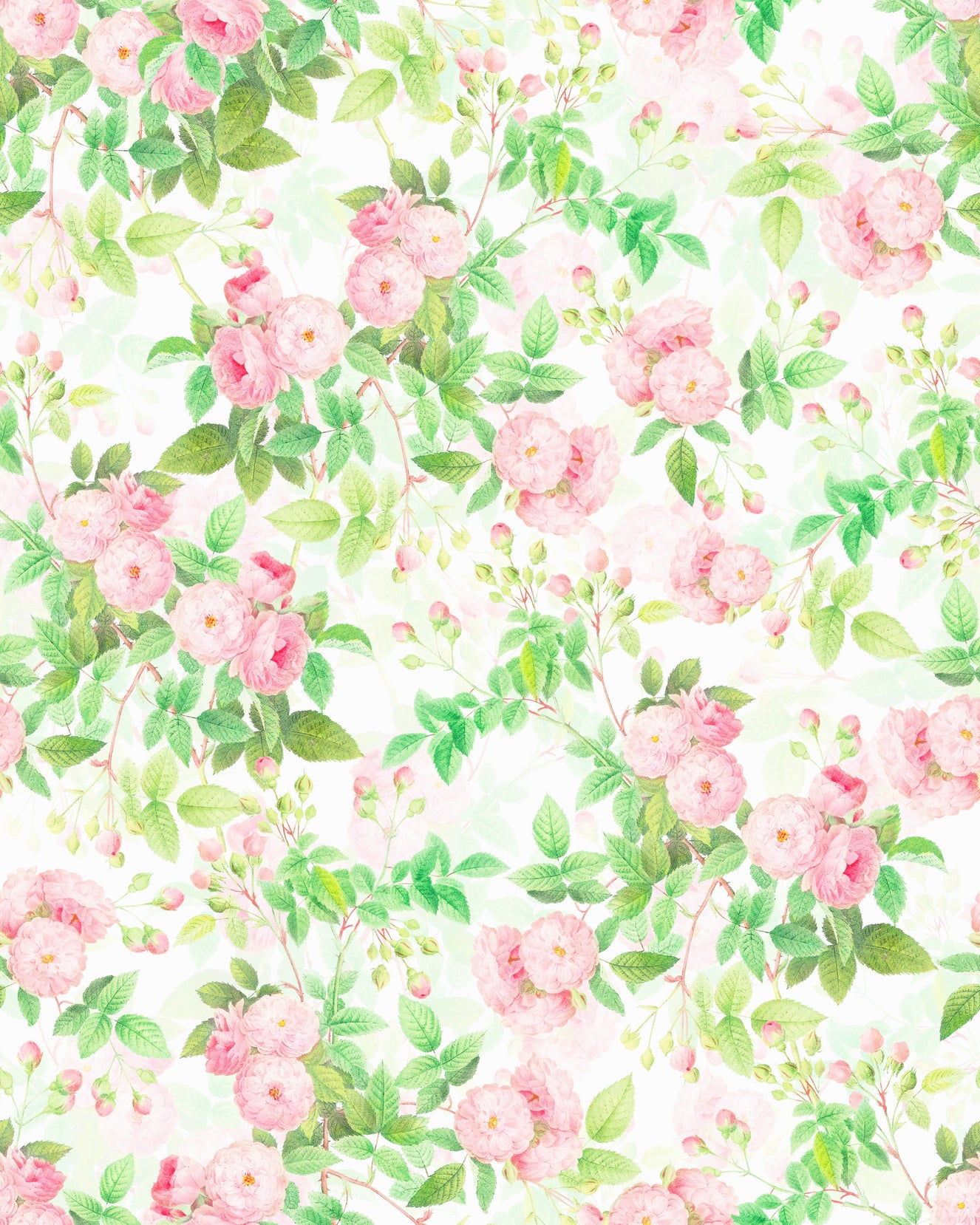 Pink Rose Watercolor Dream Wallpaper⁠