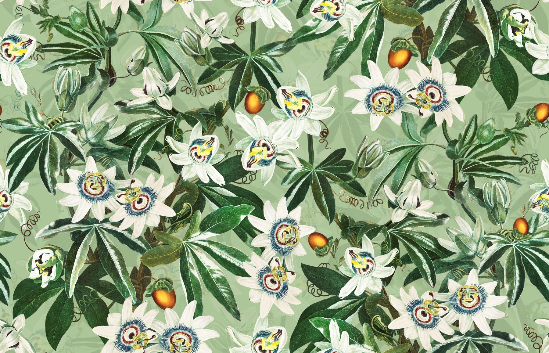 Passionflower Paradise Wallpaper⁠