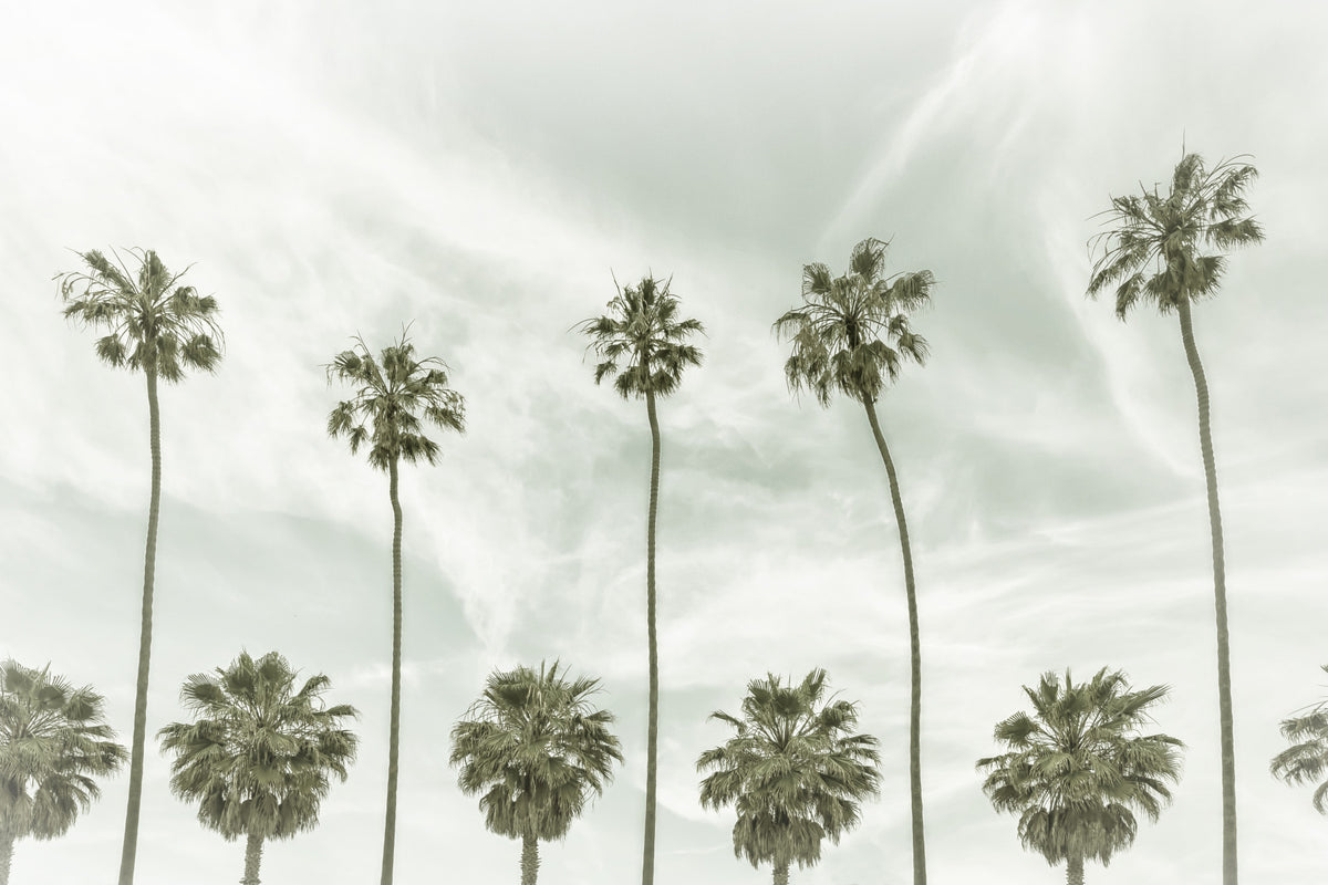 Vintage Palm Trees  Wall Mural