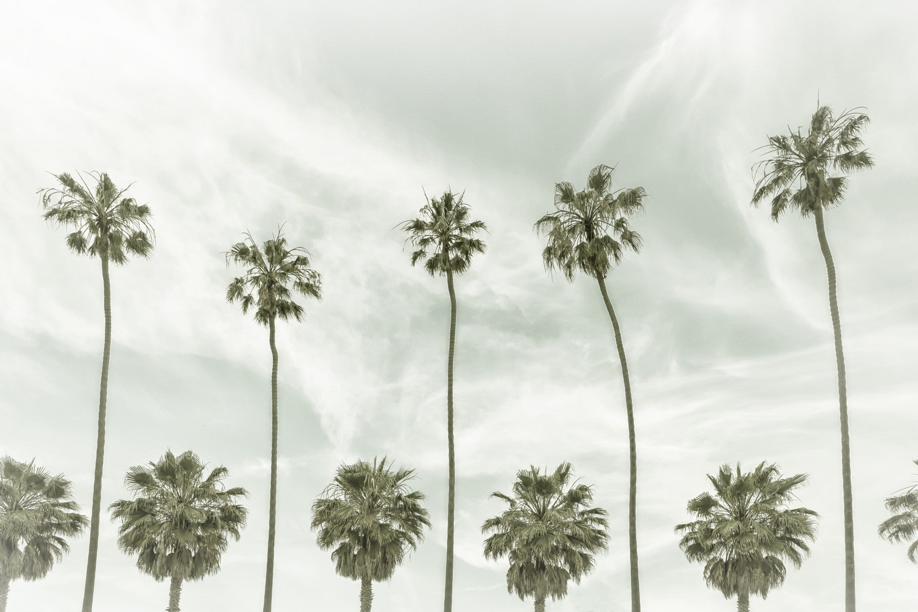 Vintage Palm Trees  Wall Mural
