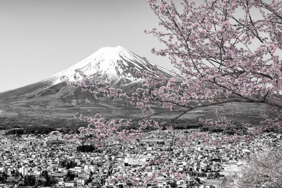 Picturesque view of Mount Fuji during cherry blossom season | colorkey Wall Mural in your room — zoomed