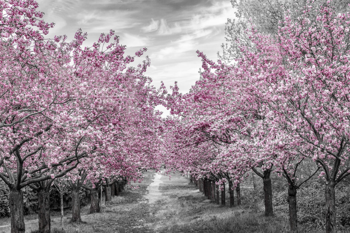 Charming cherry blossom alley Wall Mural in your room — zoomed