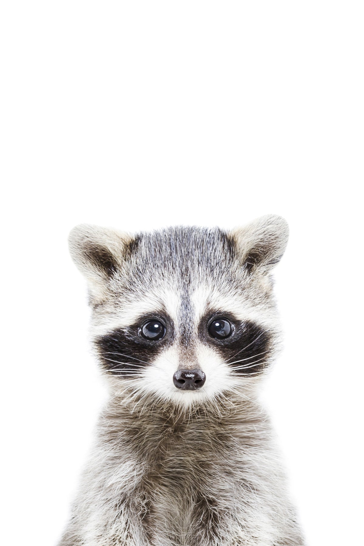 Baby Raccoon Wall Mural