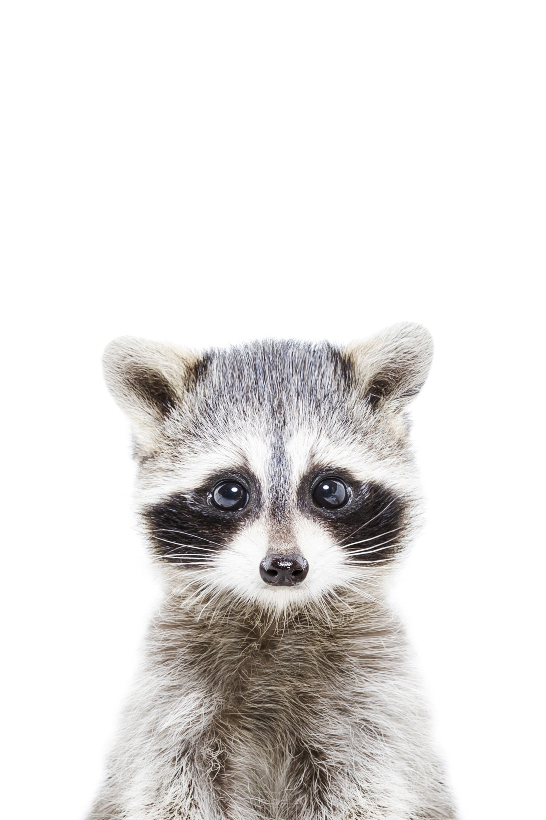 Baby Raccoon Wall Mural