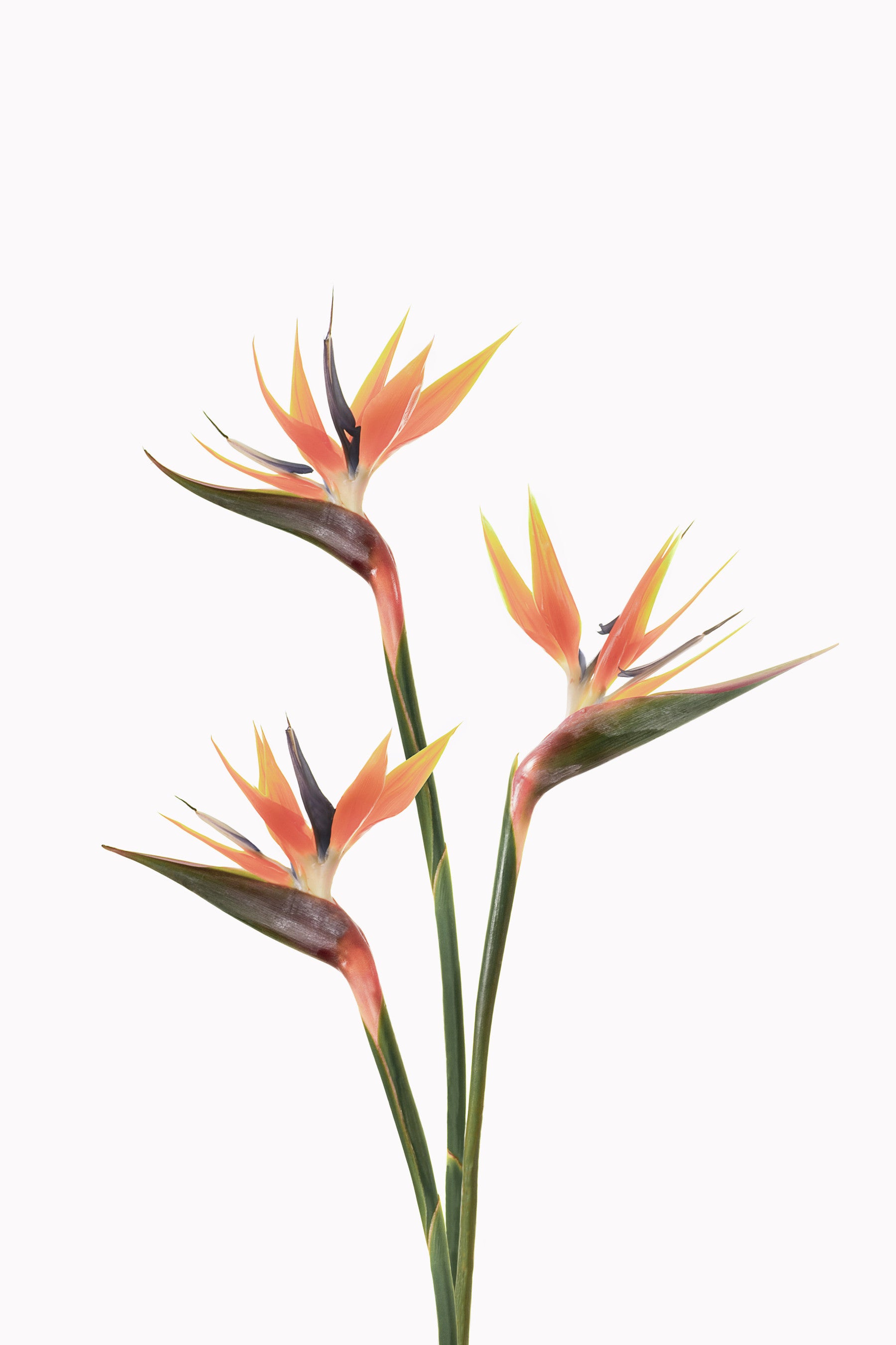 Bird of Paradise Bloom Wall Mural