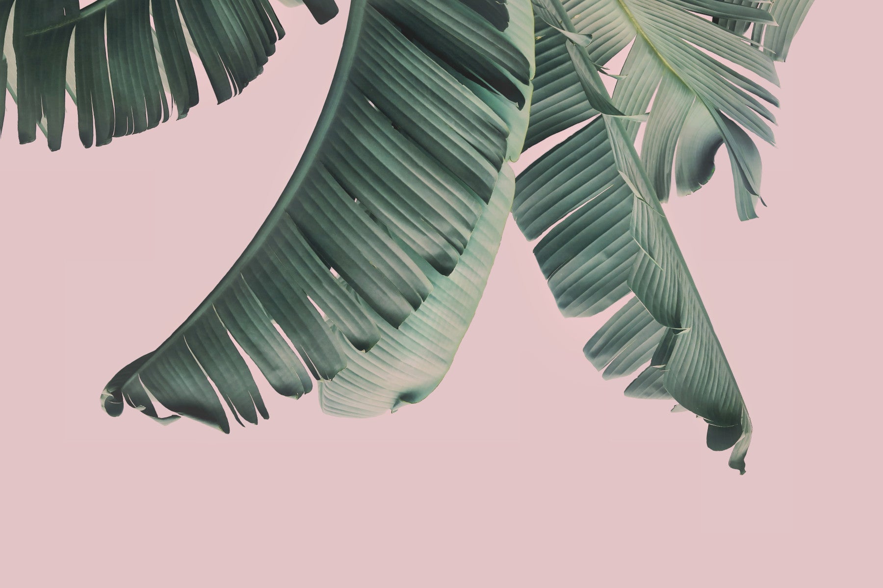 Blush & Banana Wall Mural