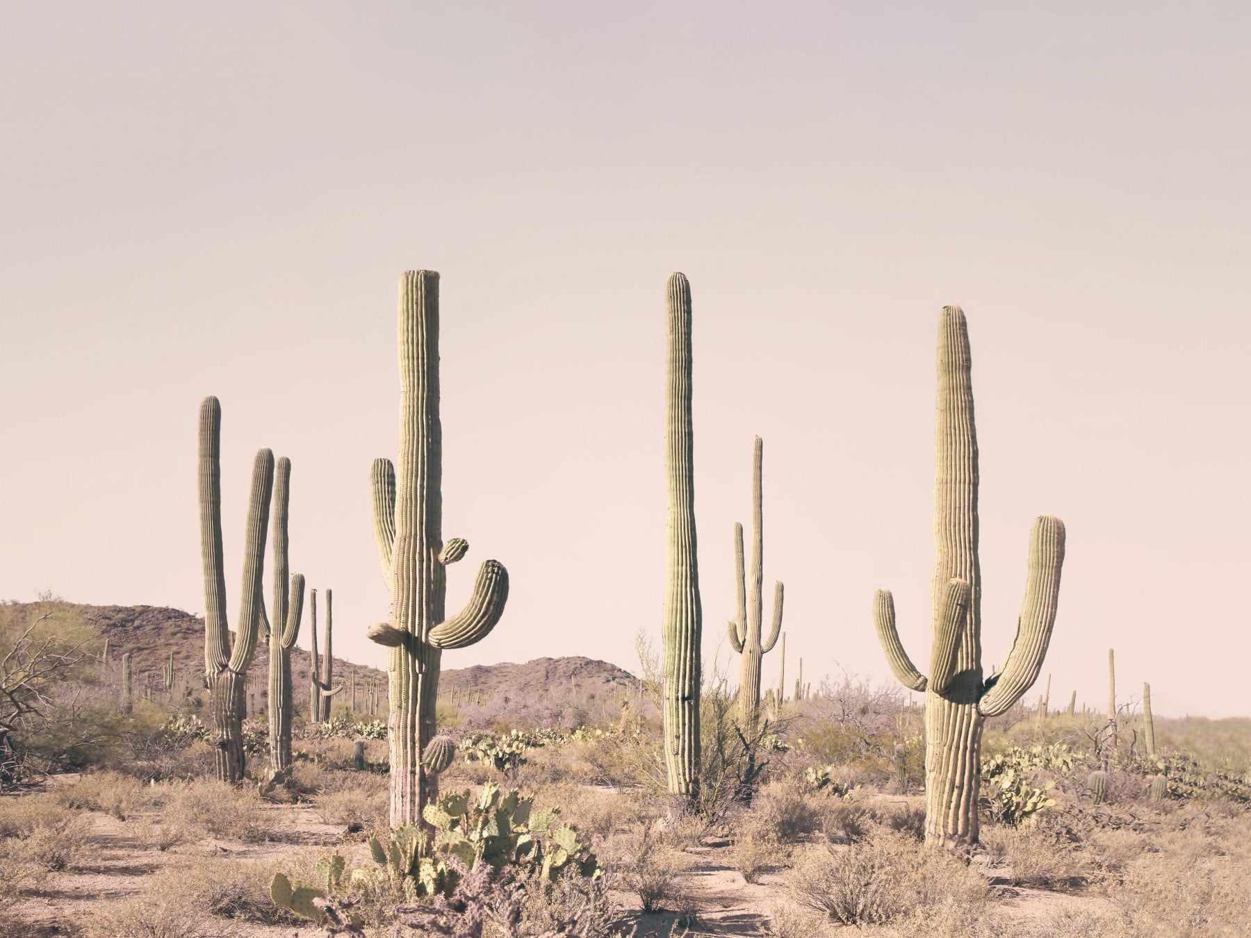 Blush Cactus Field Wall Mural