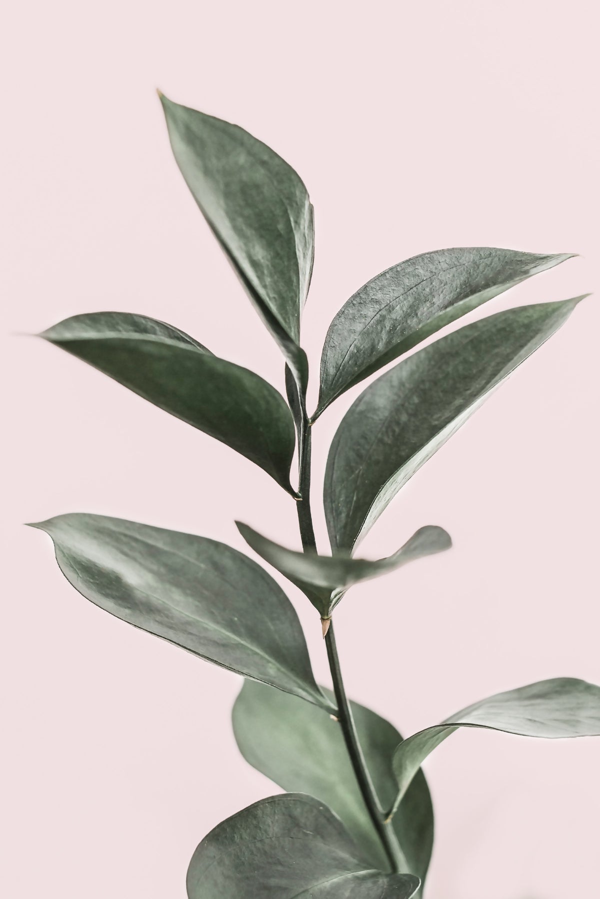 Pink & Green Harmony Wall Mural