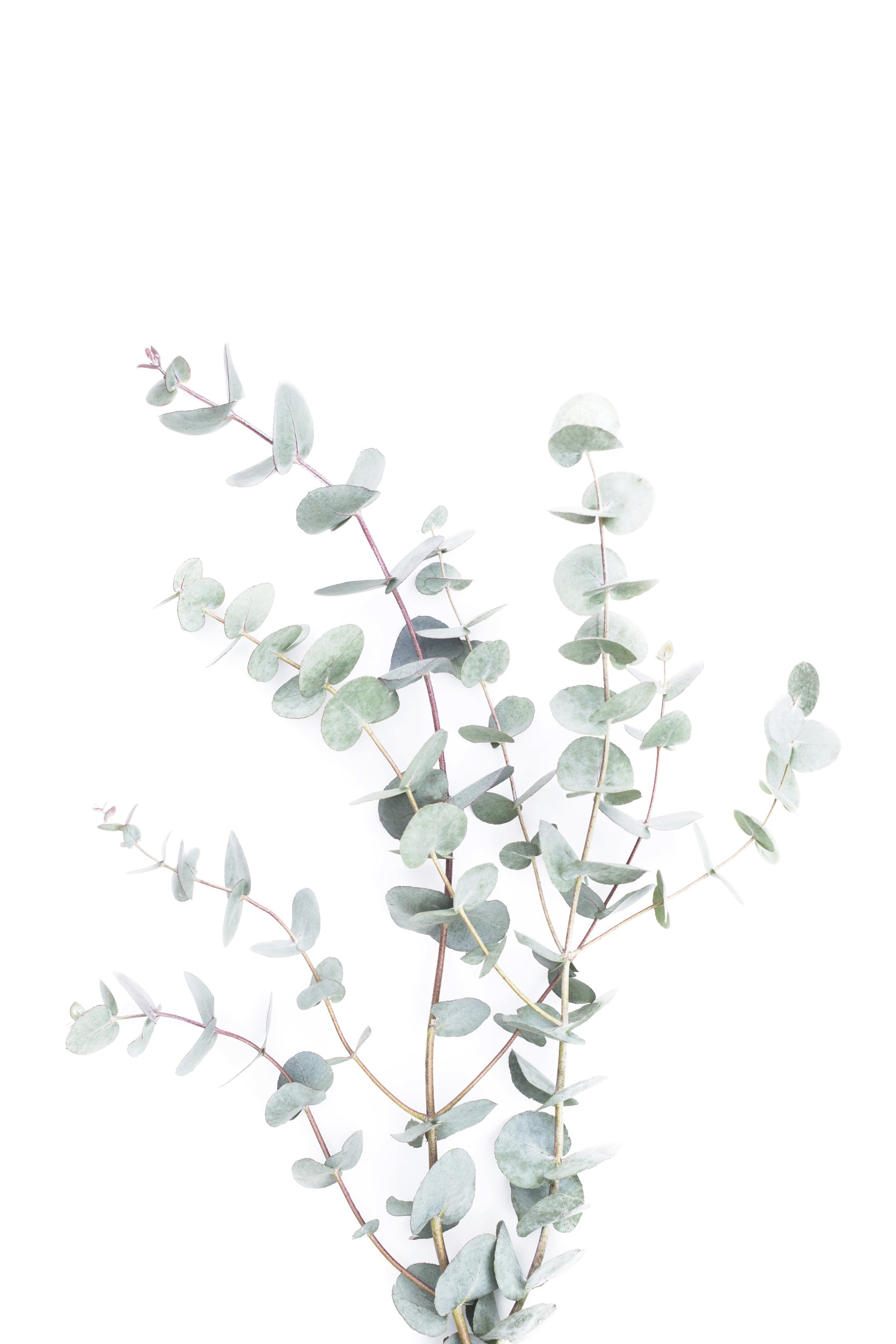 Botanical I Wall Mural