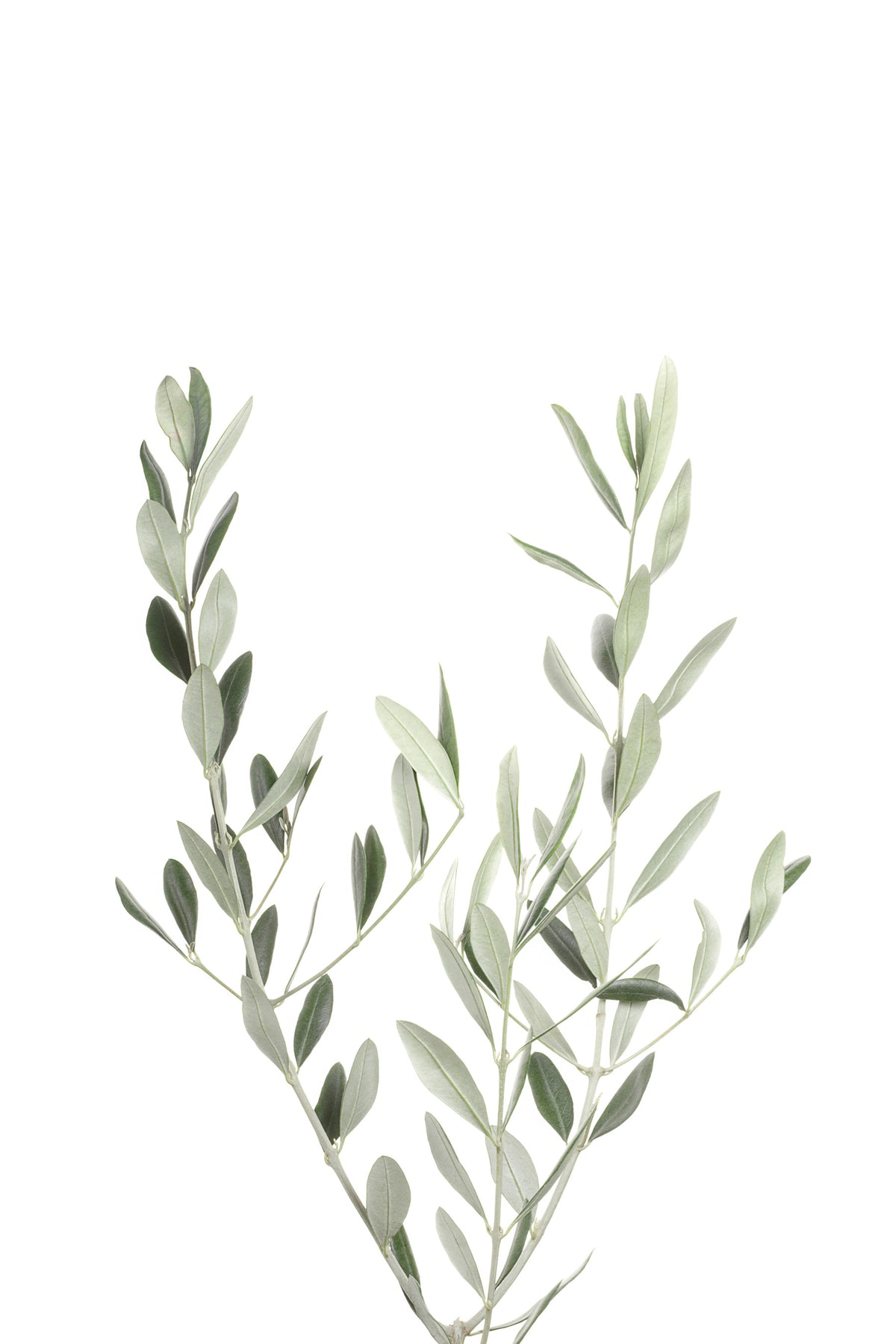 Botanical III Wall Mural