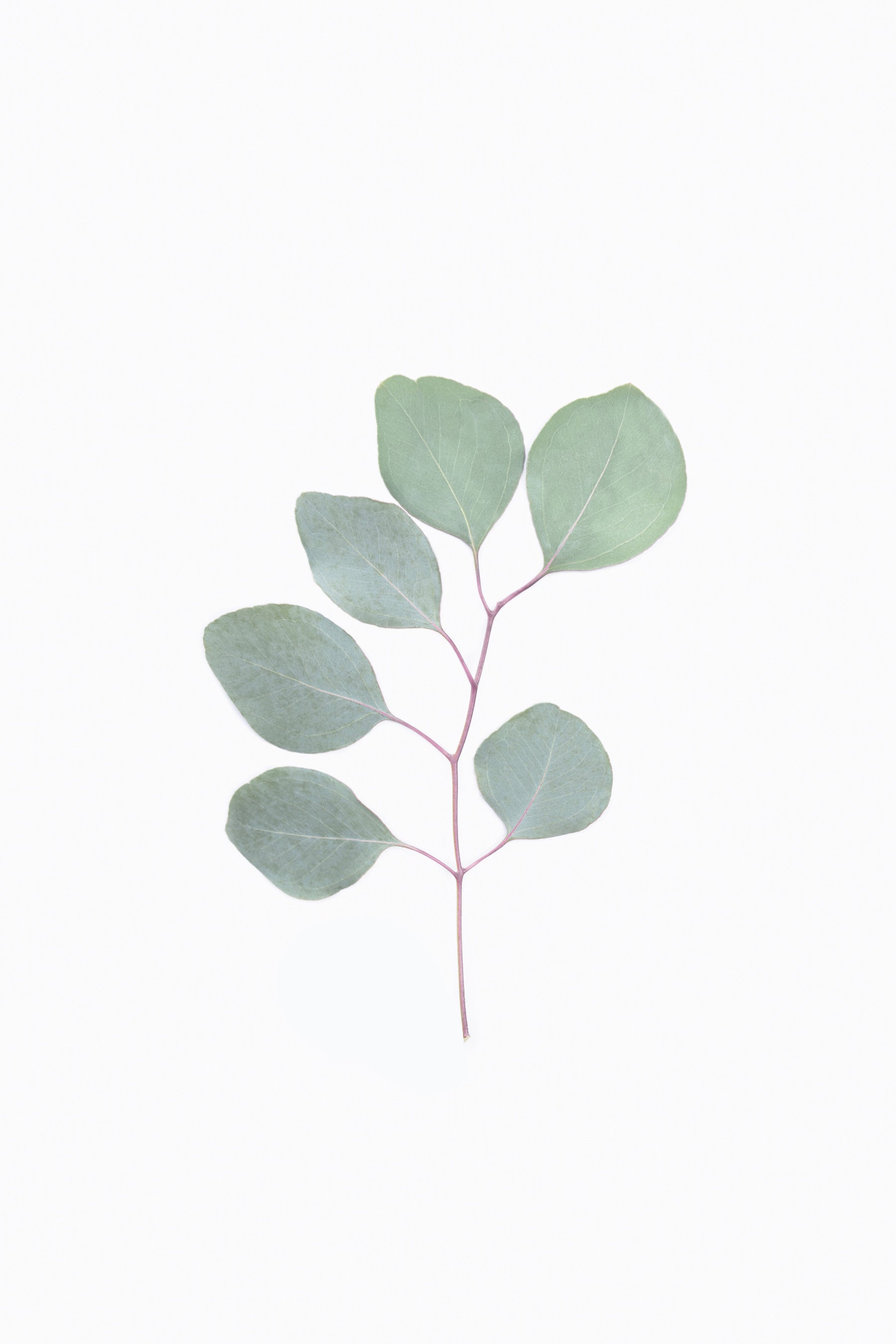 Eucalyptus Elegance Wall Mural