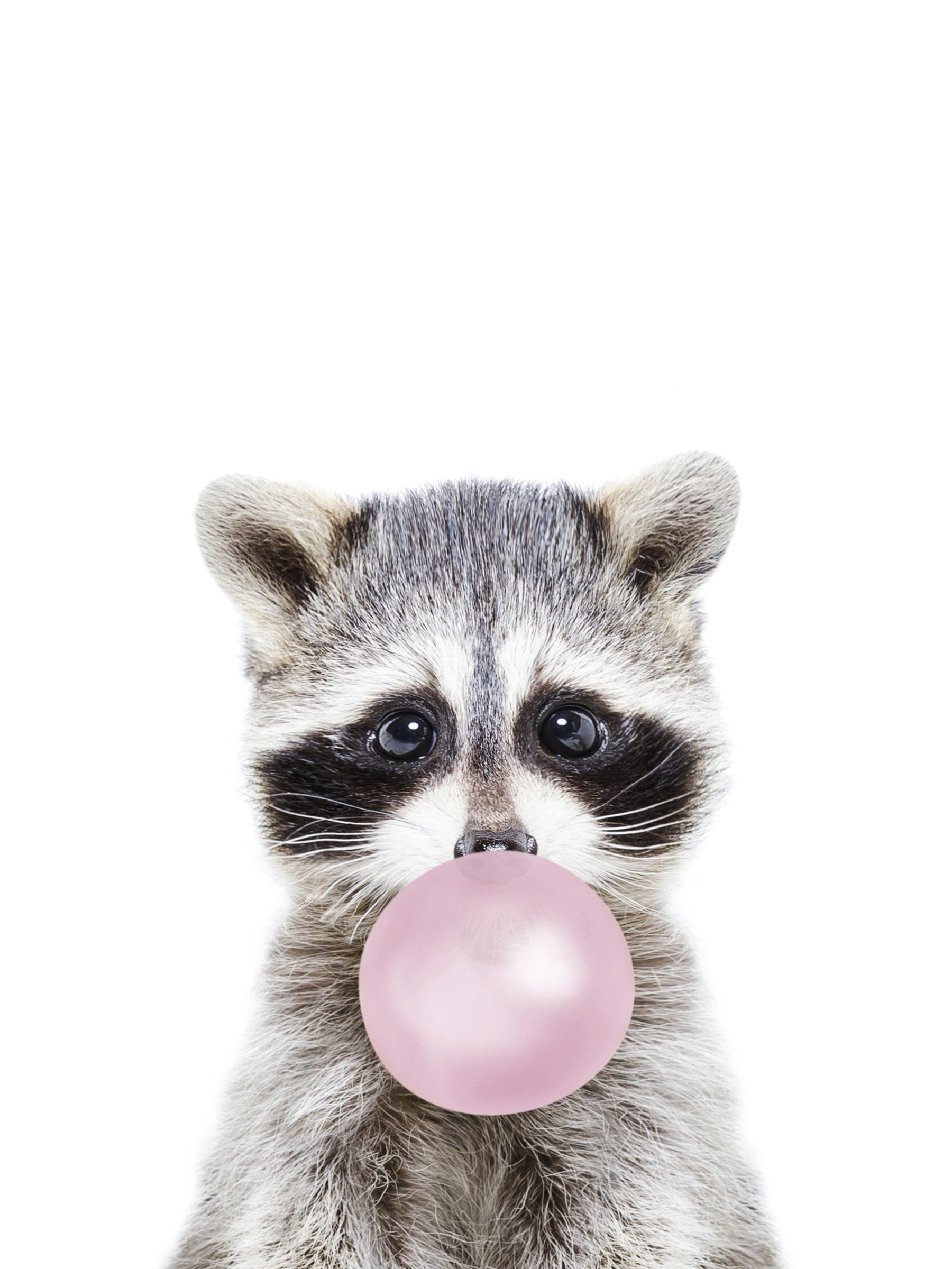 Bubble Gum Racoon Wall Mural