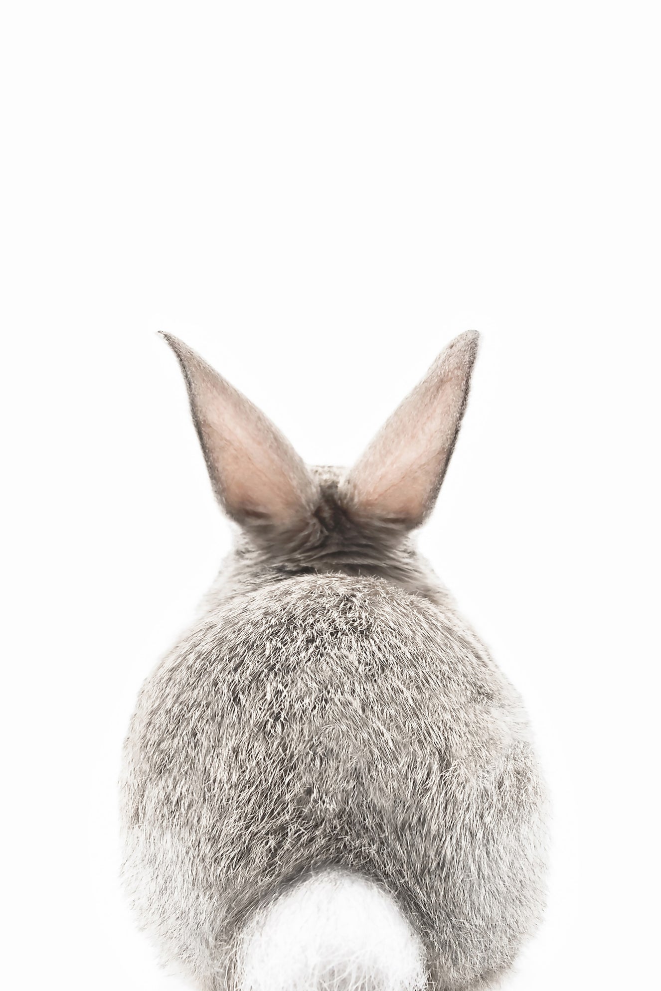 Bunny Tail Wall Mural