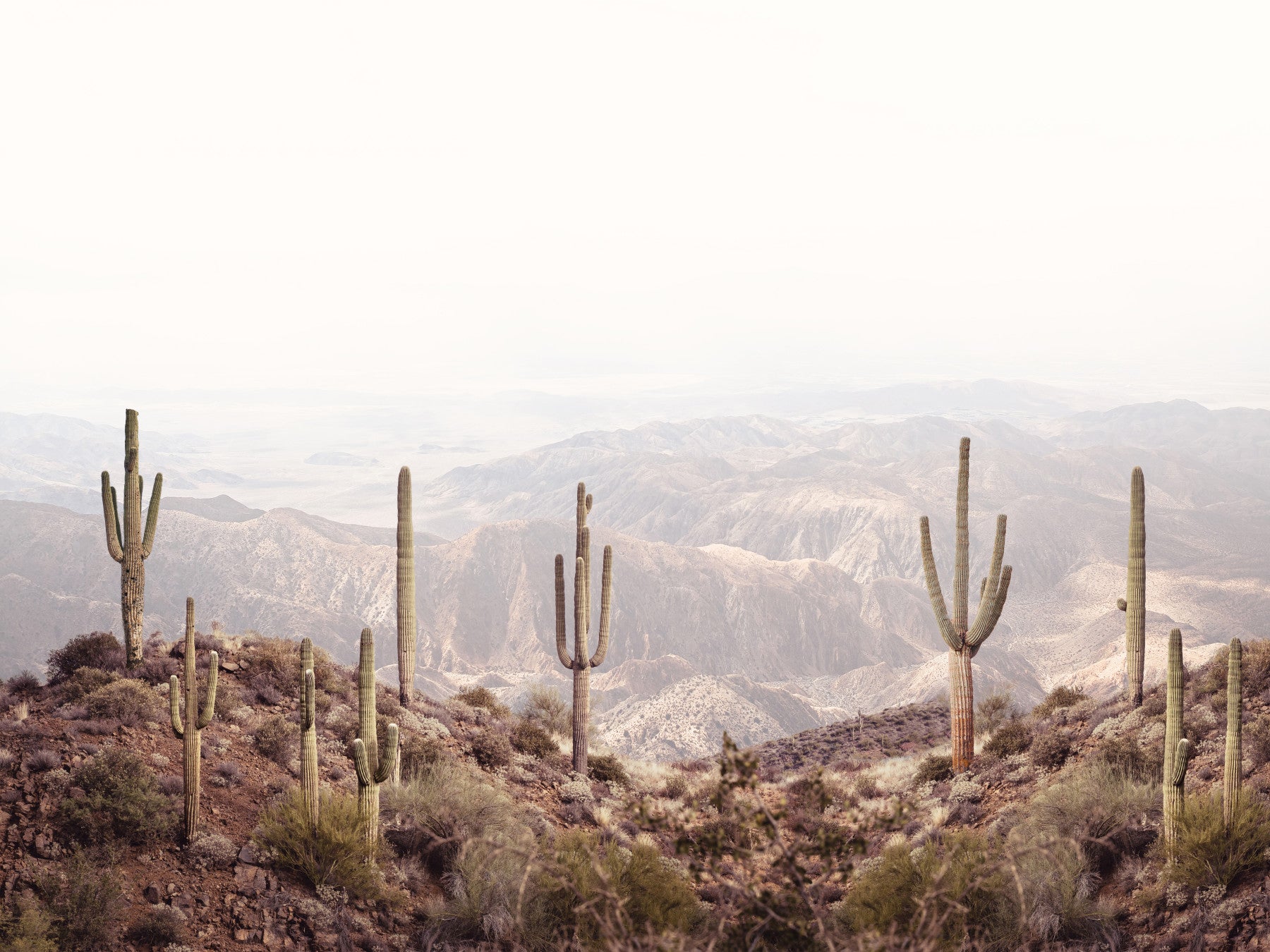 Desert Vista Serenity Wall Mural