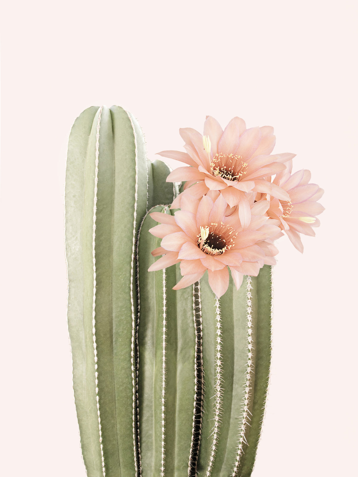 Blooming Cactus Botanical Wall Mural in your room — zoomed