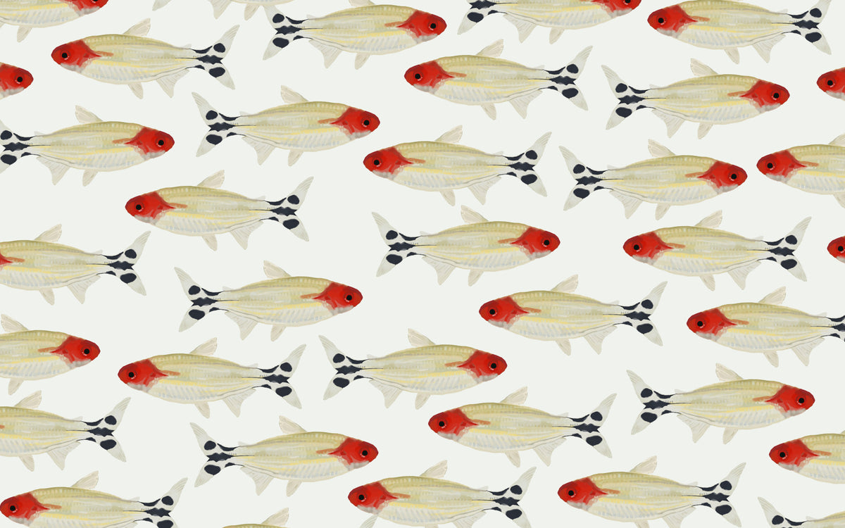 Asperum Wall Mural in your room — zoomed
