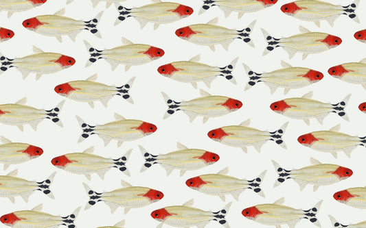 Asperum Wall Mural