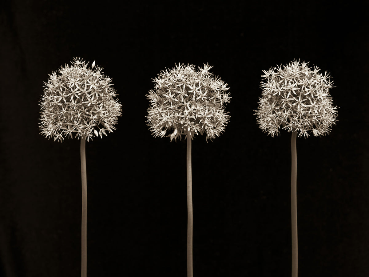 Three Alliums on Black Wall Mural in your room — zoomed