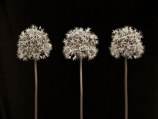 Three Alliums on Black Wall Mural