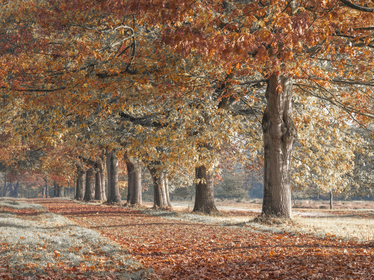 Golden Autumn Path Wall Mural