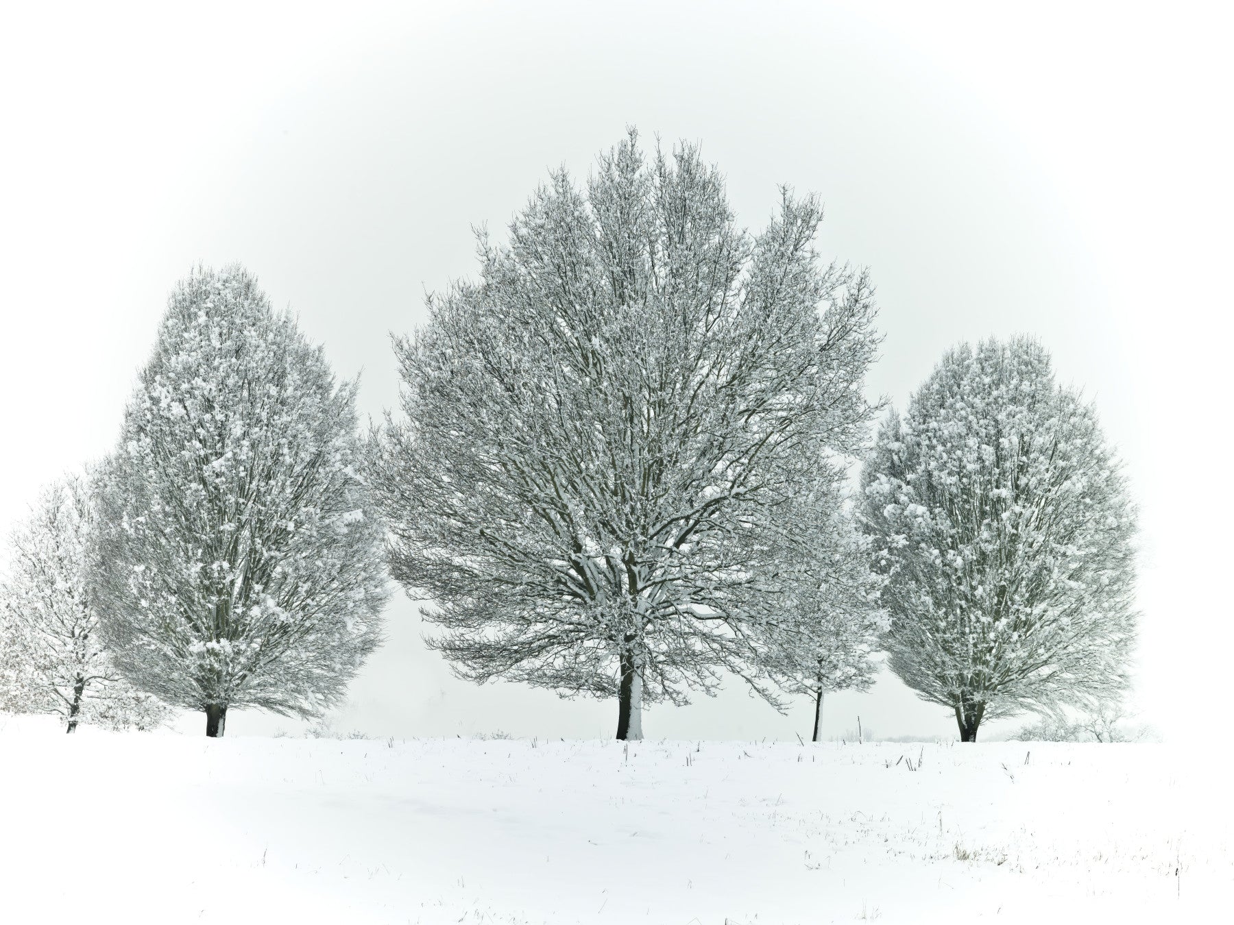 Frosty Trees Wall Mural