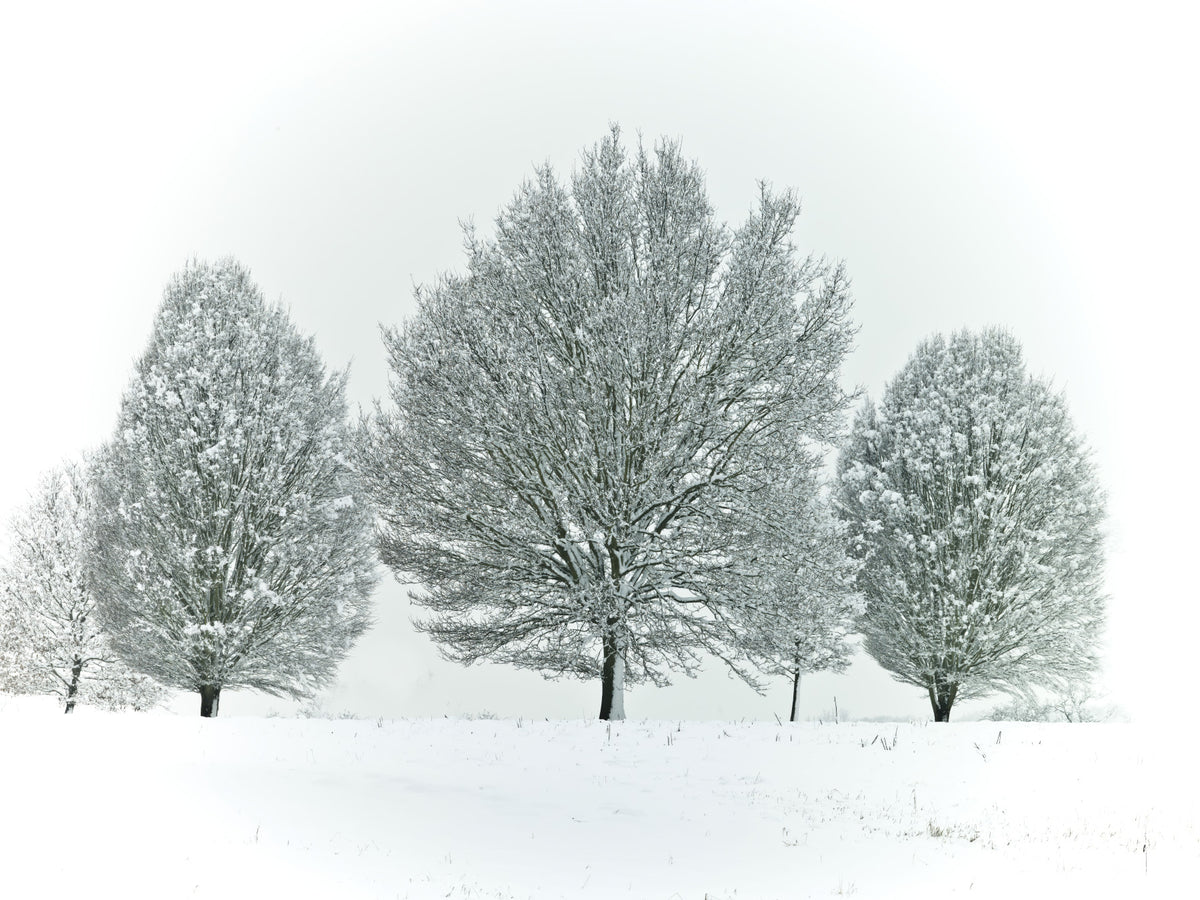 Frosty Trees Wall Mural in your room — zoomed