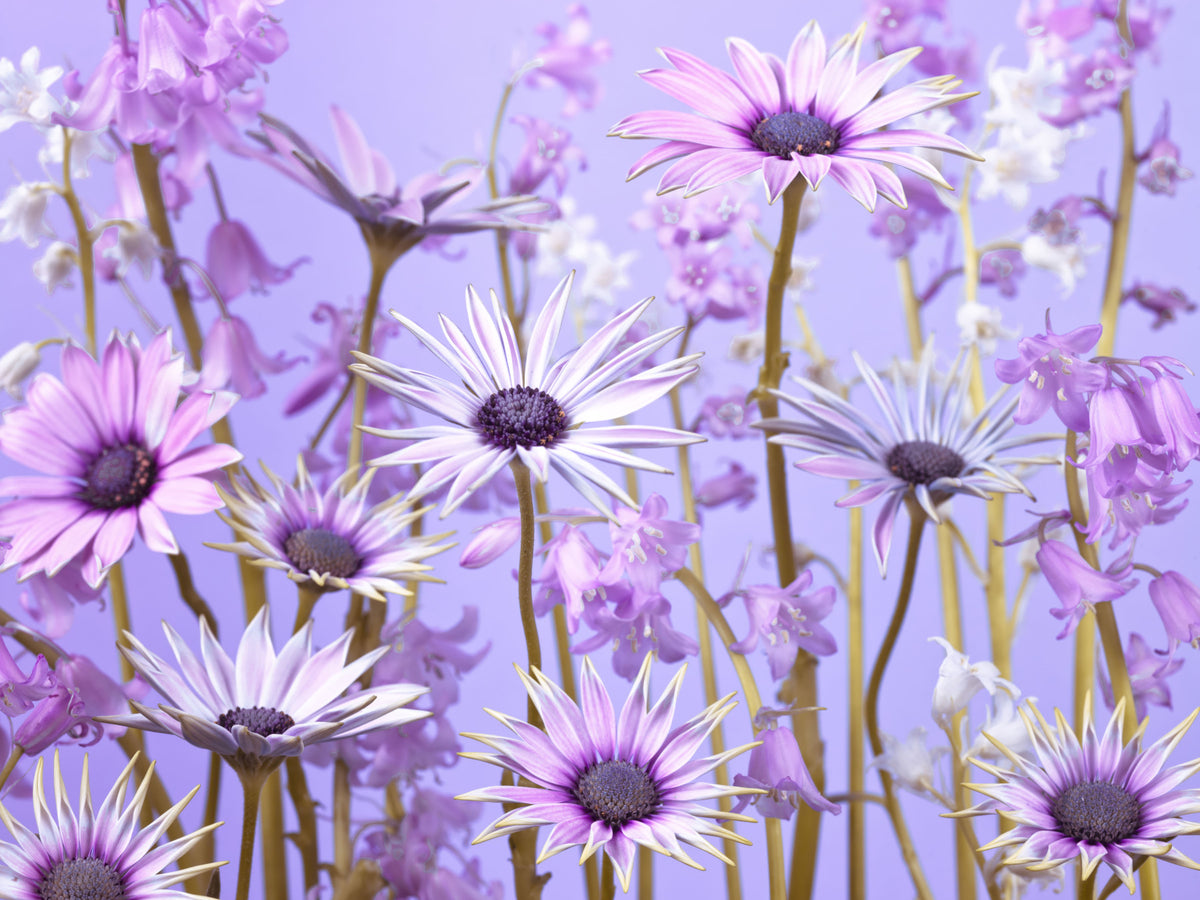Botanical Reverie Wall Mural in your room — zoomed