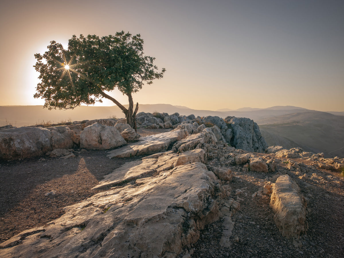 Solitary Tree at Dusk Wall Mural in your room — zoomed