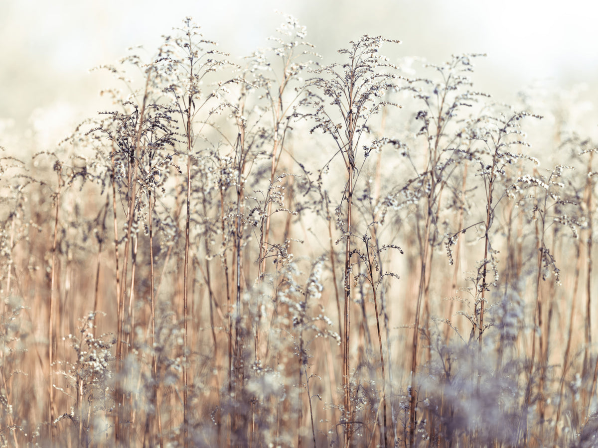 Grass Reeds Wall Mural in your room — zoomed