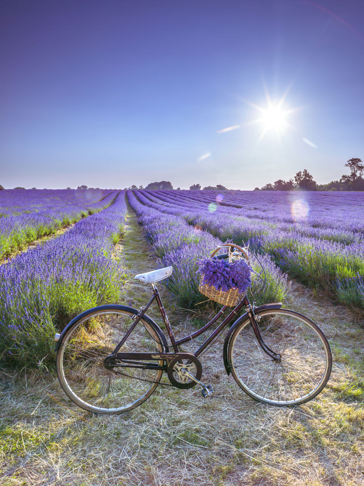 Cycle in Lavender Field Wall Mural in your room — zoomed