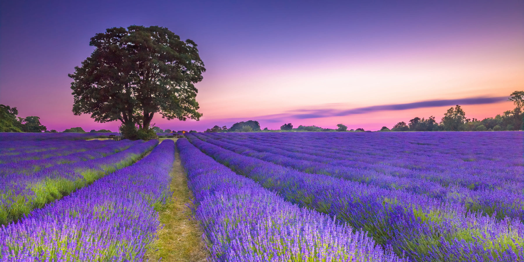Lavender Field at Golden Hour Wall Mural