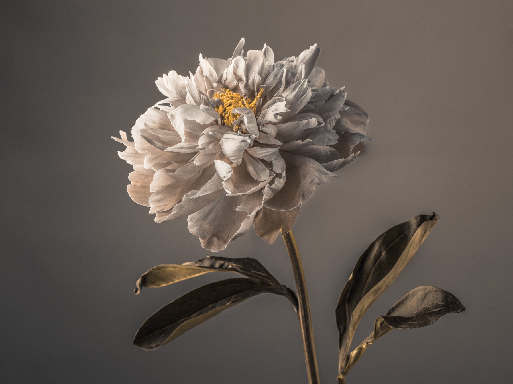 Graceful Blooms Wall Mural