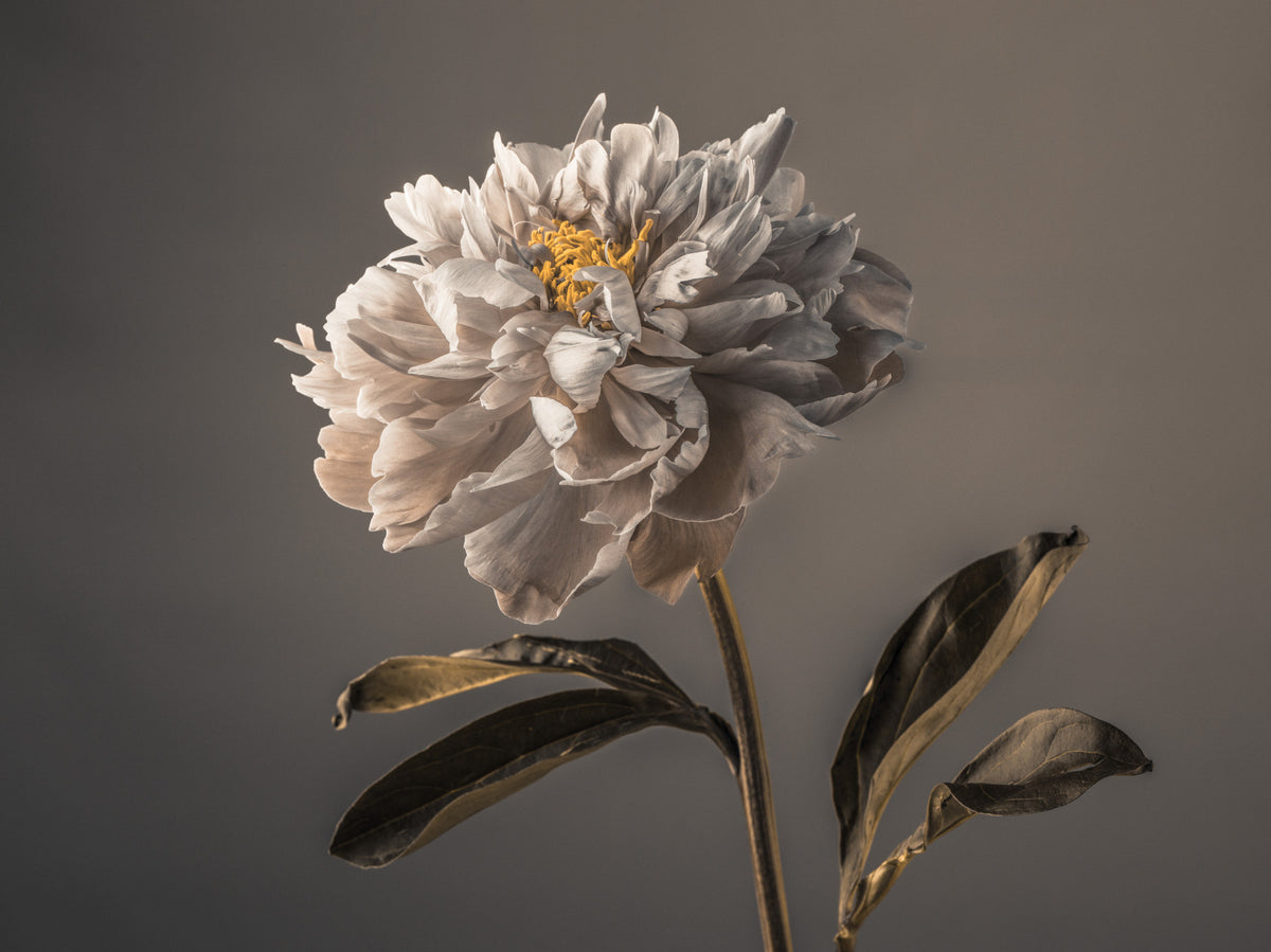 Graceful Blooms Wall Mural in your room — zoomed