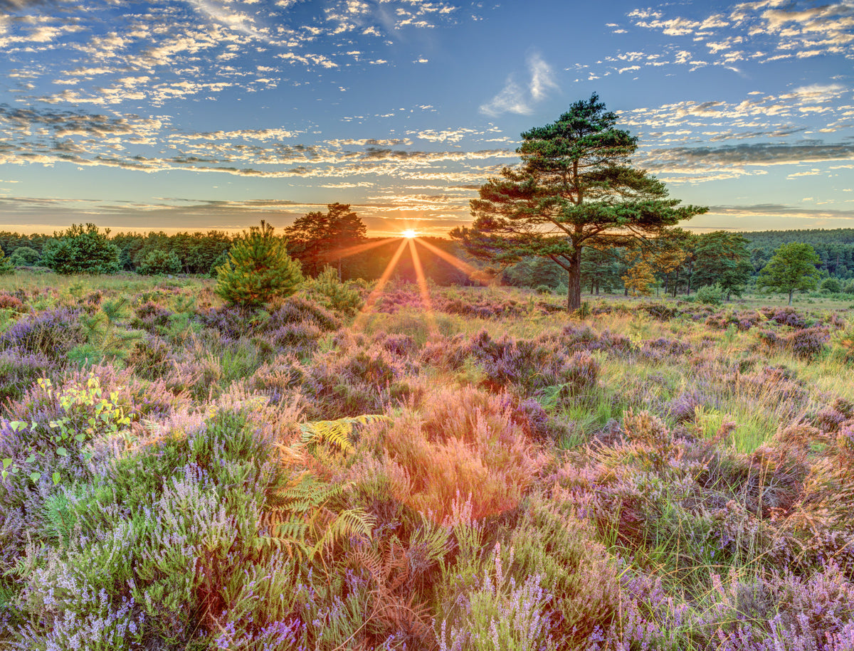Heathland Sunset Wall Mural