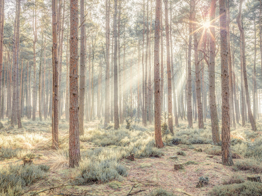 Sunrise's Kiss in the Misty Forest Wall Mural