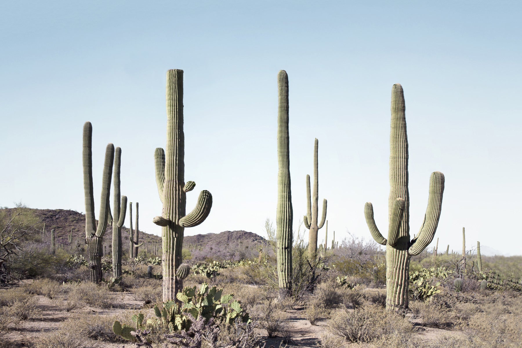 Cactus Land Wall Mural