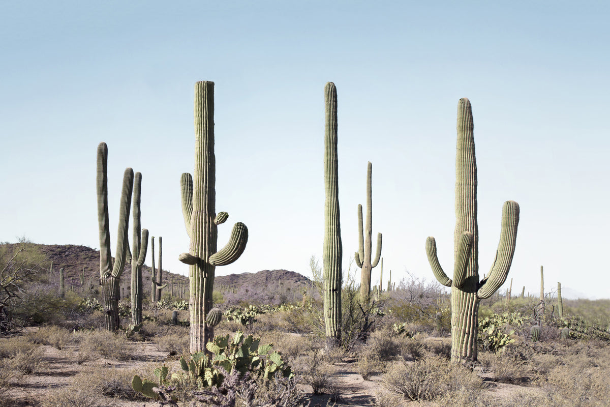 Cactus Land Wall Mural in your room — zoomed