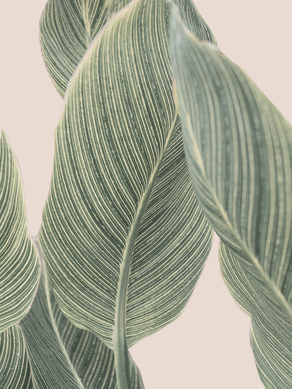 Botanical Lines Wall Mural in your room — zoomed