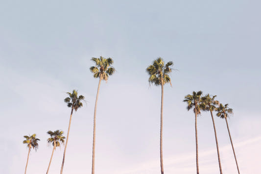 California Dreaming Wall Mural