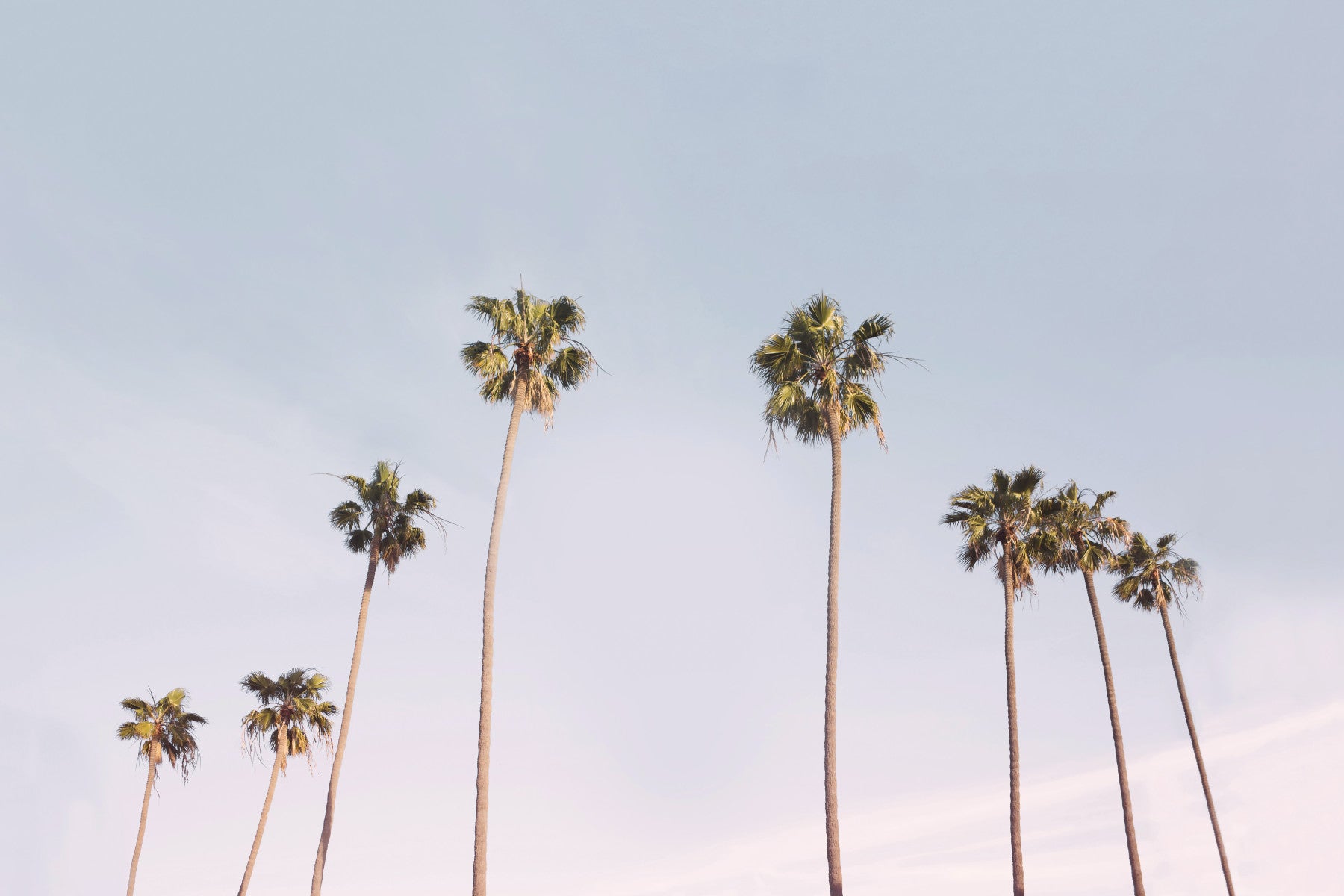 California Dreaming Wall Mural