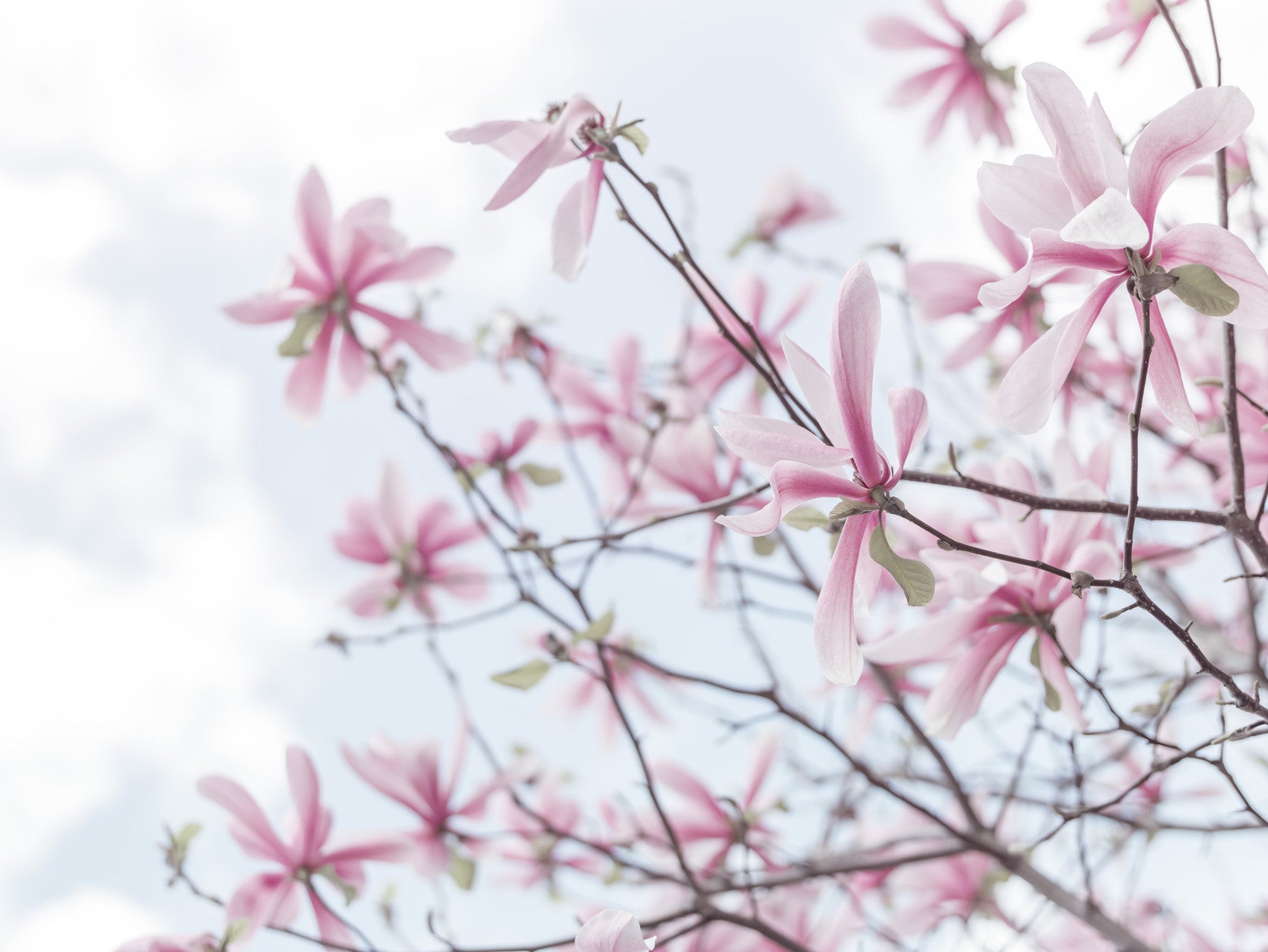 Heavenly Magnolias Wall Mural